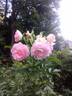 Polar Ice ® rose photo
