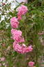 Dorothy Perkins rose photo