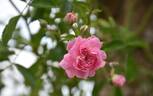 Dorothy Perkins rose photo