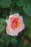 Sweet Revelation rose photo