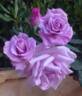 Tarde Gris rose photo