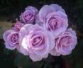 Tarde Gris rose photo