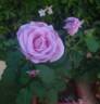 Tarde Gris rose photo