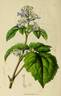 <i>C. tubulosa</i> Turcz. synonym clematis photo