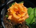 Orange Unique ™ rose photo