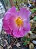 John Clare ® rose photo