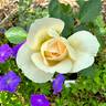 Reminiscent Crema ™ rose photo