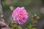 Minnehaha rose photo