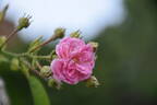Minnehaha rose photo
