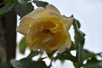 Easlea's Golden Rambler rose photo