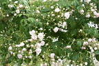 Ethel rose photo