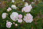Ethel rose photo