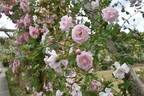 Débutante rose photo