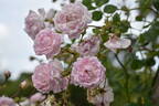 Débutante rose photo