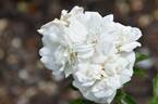 Prosperity rose photo