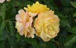 Chinatown rose photo