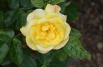 Chinatown rose photo