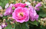 Lucky rose photo