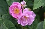 Lucky rose photo
