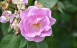 Lucky rose photo