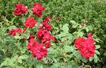 Frensham rose photo