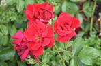 Frensham rose photo