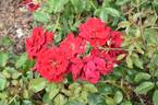 Frensham rose photo