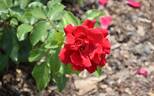 Frensham rose photo