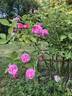 AKA  152.1-18 rose photo