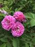 AKA  152.1-18 rose photo