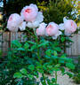 St. Cecilia ® rose photo