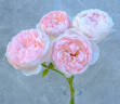 St. Cecilia ® rose photo