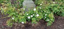 Clotilde Soupert (polyantha, Soupert rose photo