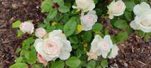 Clotilde Soupert (polyantha, Soupert rose photo