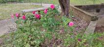 Sweet Drift rose photo