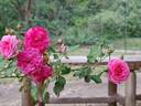 Sweet Drift rose photo