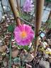 John Clare ® rose photo