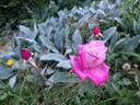 Auguste Comte rose photo