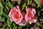 Sonia rose photo