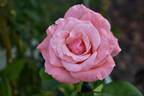 Sonia rose photo