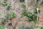 Maigold rose photo
