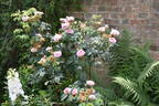 Königin von Dänemark rose photo