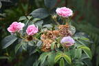 Königin von Dänemark rose photo