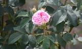 Königin von Dänemark rose photo
