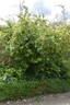 R. cantabrigiensis rose photo