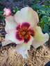 In Your Eyes™ rose photo