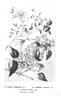 <i>C. graveolens</i> Lindl. clematis photo
