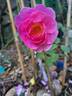 John Clare ® rose photo