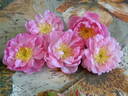 Woodrow rose photo