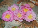 Woodrow rose photo